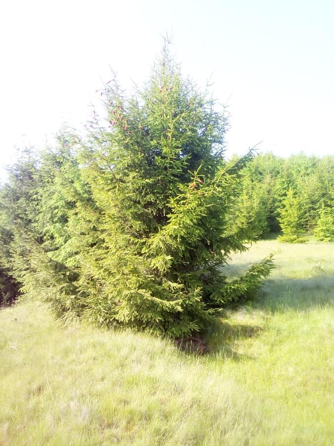 Sadyba U Vani Volovets Esterno foto